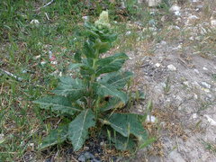 Verbascum ovalifolium