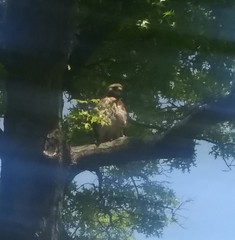 Buteo jamaicensis