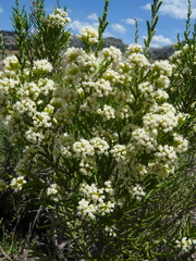 Ozothamnus cupressoides