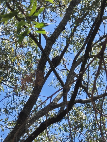 Eastern Tawny Frogmouth