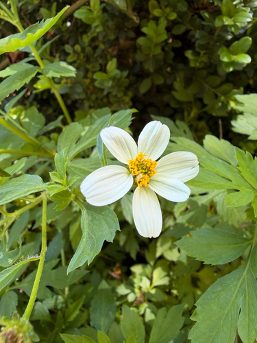 Bidens alba observed 2026-10-29