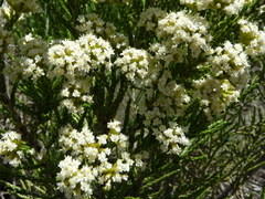 Ozothamnus cupressoides