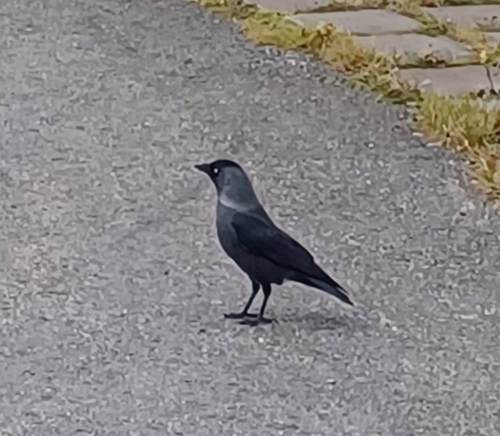 Corvus observed 2026-10-29