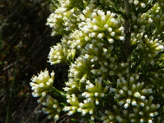 Ozothamnus cupressoides