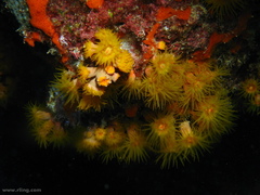 Tubastraea