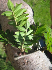 Bursera ariensis