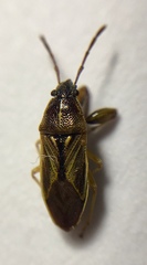 Pachygronthidae