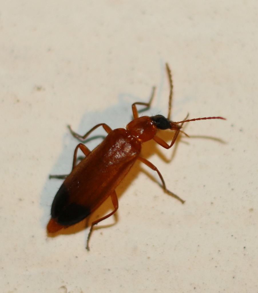 Idgia dimelaena