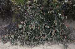 Lasiopetalum macrophyllum
