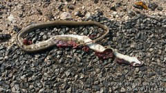 Psammophis brevirostris