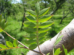 Bursera ariensis