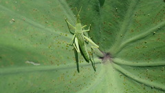 Atractomorpha lata