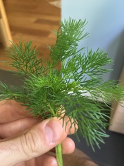 Scandix pecten-veneris