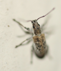 Myllocerus