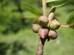 Bursera ariensis