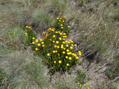 Xerochrysum subundulatum