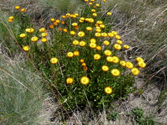 Xerochrysum subundulatum