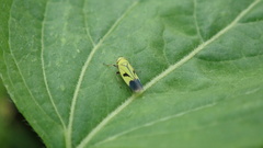 Nephotettix nigropictus