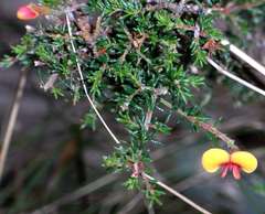 Dillwynia ramosissima