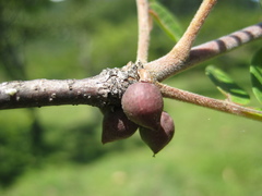 Bursera ariensis