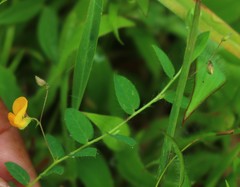 Crotalaria filipes