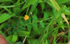 Crotalaria filipes