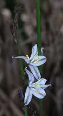 Caesia parviflora parviflora