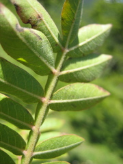 Bursera ariensis