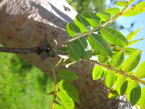 Image of Bursera Ariensis (Bursera ariensis) by (c) Arturo Castro Castro, some rights reserved (CC BY)