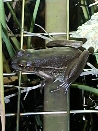 Litoria observed 2026-10-29