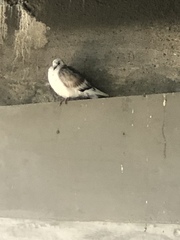 Columba livia domestica