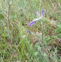 Campanula sibirica taurica