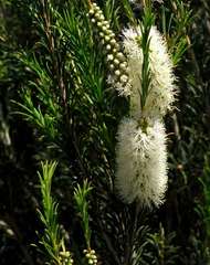 Melaleuca armillaris armillaris