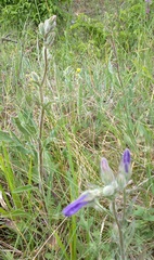 Campanula sibirica taurica