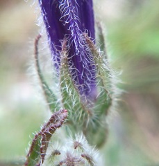 Campanula sibirica taurica