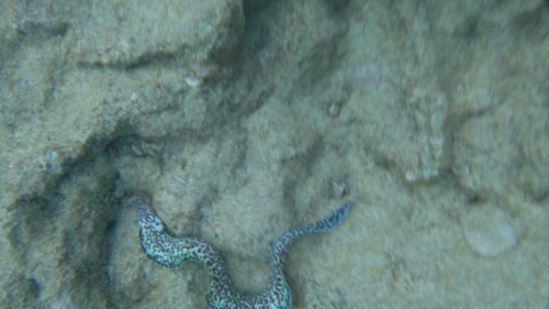 Gymnothorax observed 2026-10-28