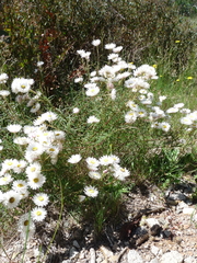 Coronidium waddelliae