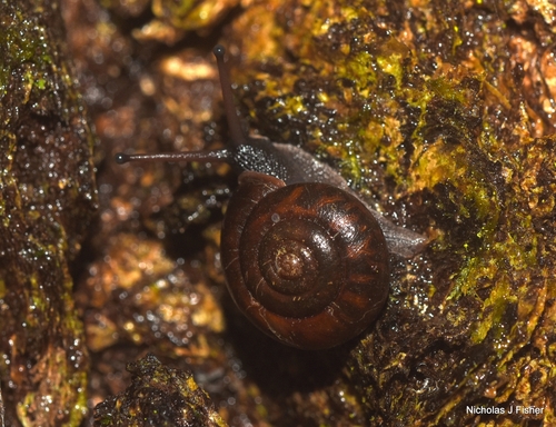 Challenger's Bristle Snail