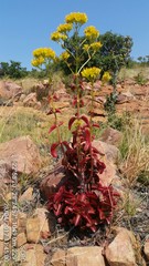 Kalanchoe sexangularis