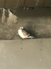 Columba livia domestica