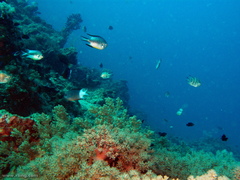 Amblyglyphidodon leucogaster