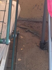 Aspidoscelis neotesselatus