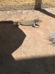 Aspidoscelis neotesselatus