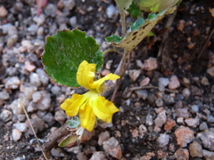 Goodenia hederacea alpestris