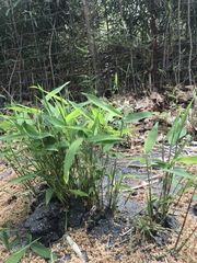 Phyllostachys aureosulcata
