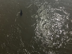 Steindachneridion melanodermatum