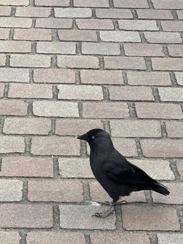 Corvus observed 2026-10-29