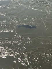 Steindachneridion melanodermatum