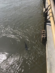 Steindachneridion melanodermatum