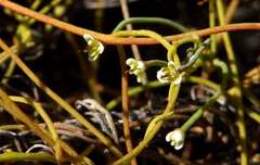 Cassytha glabella glabella